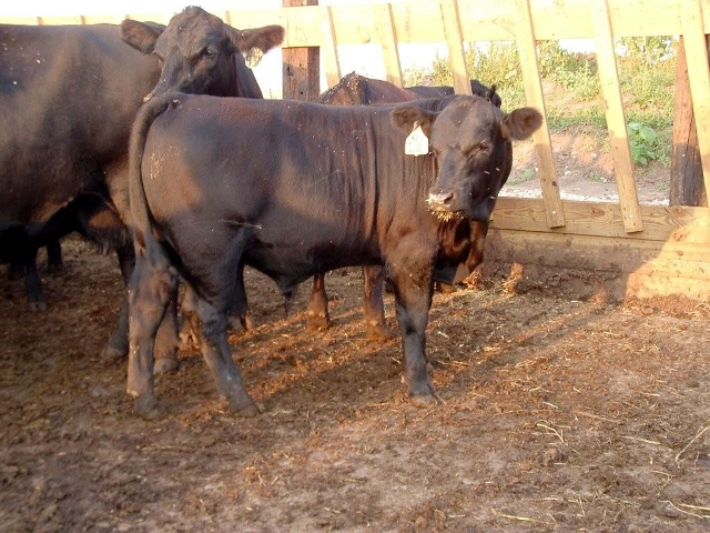Item Image for Offering 16 Yearling Bulls