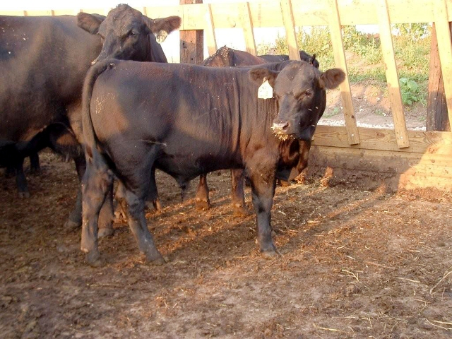 Item Image for Offering 20 Yearling Bulls